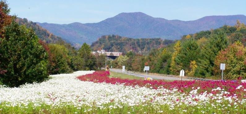 NCDOT: Wildflower Program